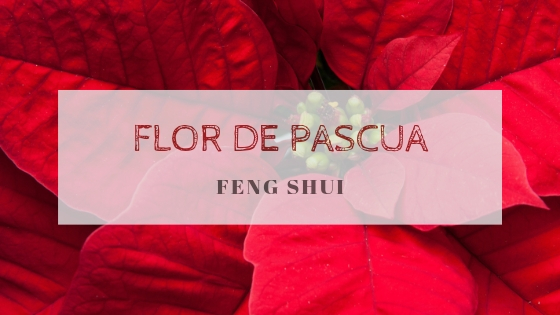 Feng Shui y la Navidad: Flor de Pascua