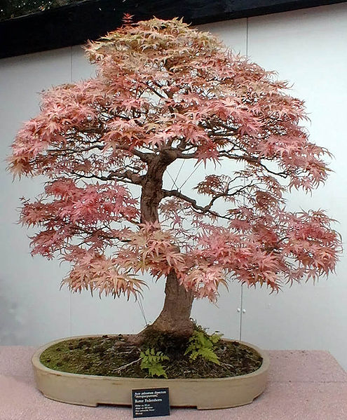 bonsai wikpedia
